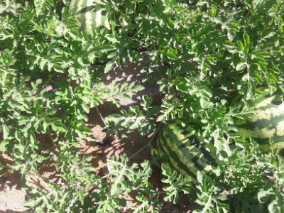 Hye Life Farms