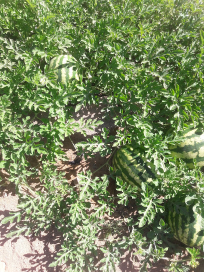 Hye Life Farms