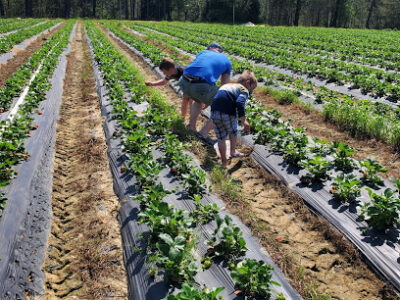 Cottle Strawberry Farm