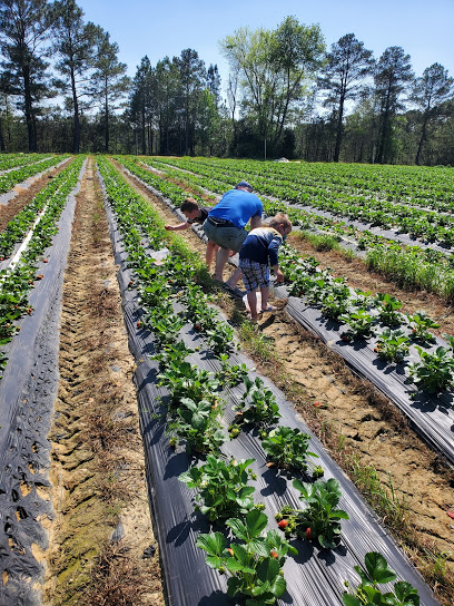 Cottle Strawberry Farm