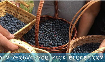 Friendly Grove Blueberry Farm