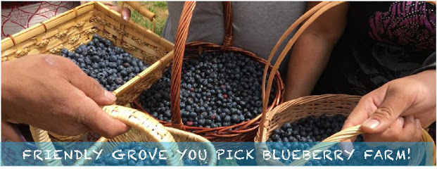 Friendly Grove Blueberry Farm