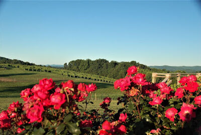 Dobbins Creek Vineyards