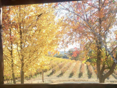 V5 Vineyards