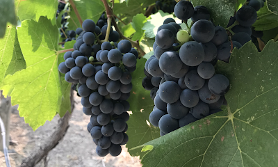 Prosser Wine Excursions, LLC