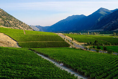 Vanessa Vineyard