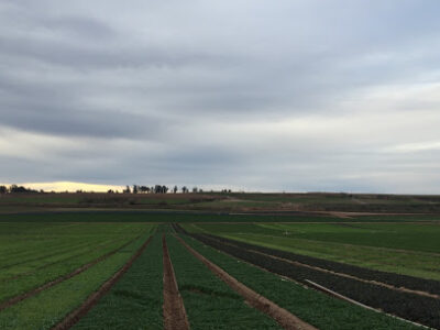 Babe Farms Inc