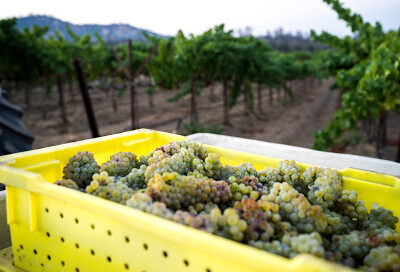 Ramos Torres Winery
