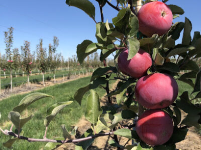 Union Hill Cider Co.