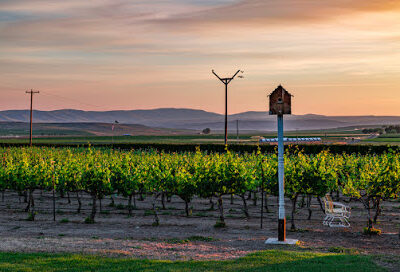 Burke Vineyard