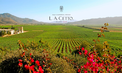 L.A. CETTO - Viñedos
