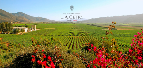 L.A. CETTO - Viñedos