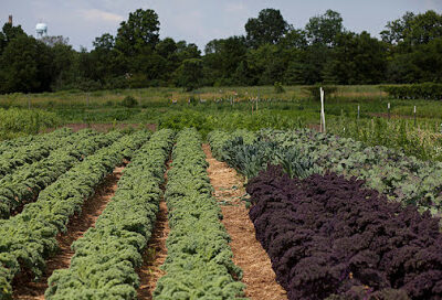 Troy Farm