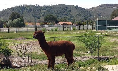 Temecula Valley Alpacas