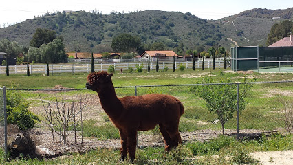 Temecula Valley Alpacas