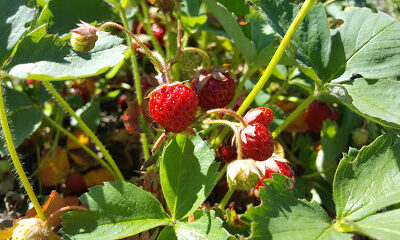 Spooner Berry Farms