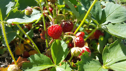 Spooner Berry Farms
