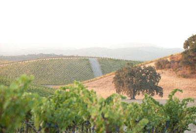 Booker Vineyard