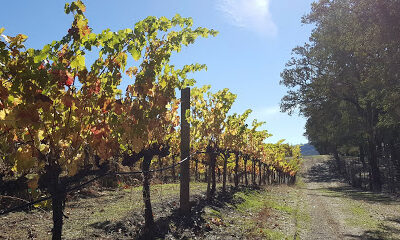 Melim Maacama Creek Vineyards