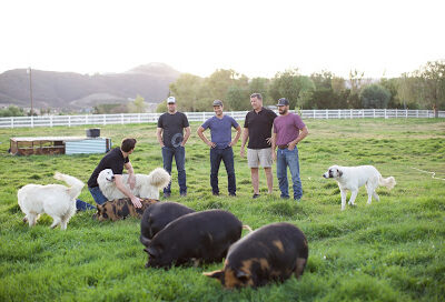 Primal Pastures