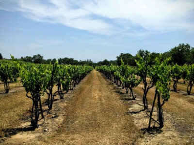 Alysian Wines