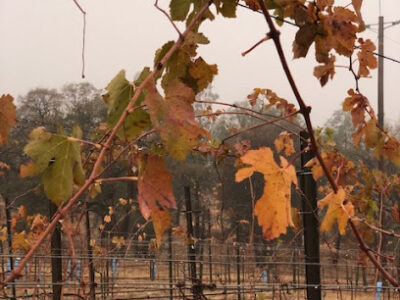 Bangor Ranch Vineyard & Winery