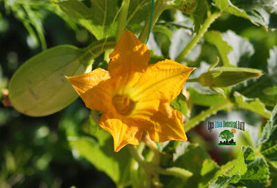 EPPS URBAN HOMESTEAD FARM * SUSTAINABLE HERB GARDEN