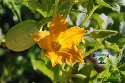 EPPS URBAN HOMESTEAD FARM * SUSTAINABLE HERB GARDEN