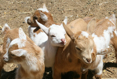 The Goat Farm