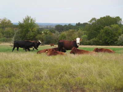 Jolie Vue Farms