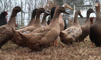 Big Pond Farm