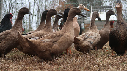 Big Pond Farm