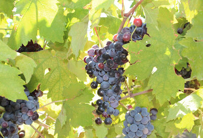 Cavaletti Vineyards
