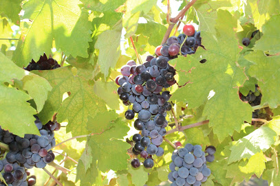Cavaletti Vineyards