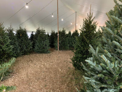 Severts Tree Farm