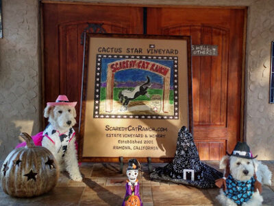 Cactus Star Vineyard at Scaredy Cat Ranch