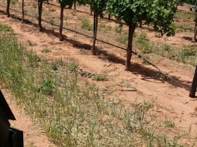 Lost Draw Vineyards