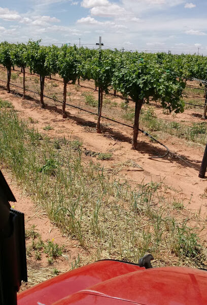 Lost Draw Vineyards