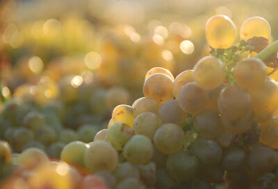 Gard Vintners Ellensburg Wine Tasting, Craft Beer & Food
