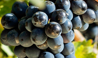 Terlato Wines