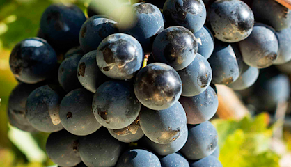 Terlato Wines