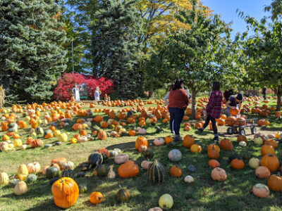 Holman Orchards