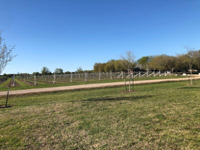 Country Spring Vineyard And Wine Garden