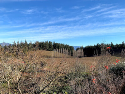 Pezzi King Vinyard and Winery