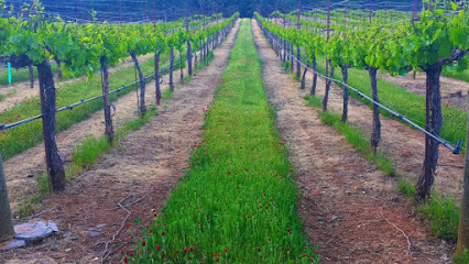 Batia Vineyards