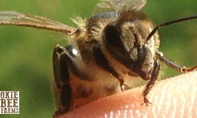 Okie Bee Farms