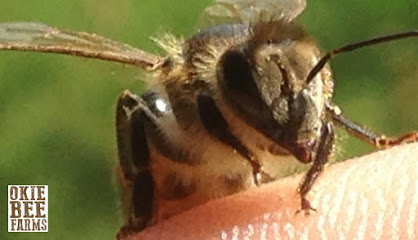 Okie Bee Farms