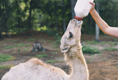 Redemptive Love Farm