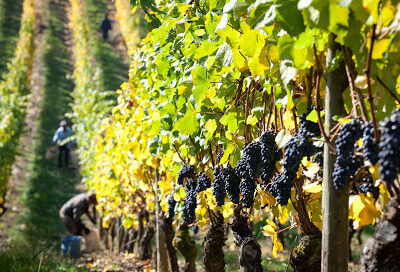 Elk Cove Vineyards