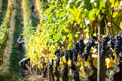 Elk Cove Vineyards